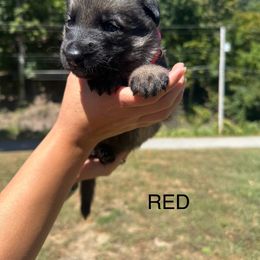 Red puppy - Sable female German Shepherd puppy in Catlettsburg, Kentucky from Von Holbrook Kennels