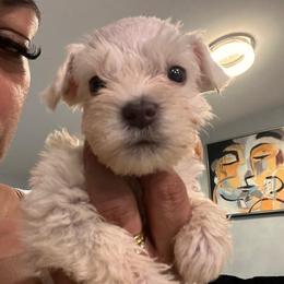 Boy- 4- green - White male Miniature Schnauzer puppy in Lehigh Acres, Florida from Regency Schnauzer