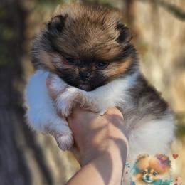 Pomeranian Puppies from POMS OF CBBK