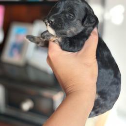 Taffy - Phantom female Goldendoodle puppy in Anderson, South Carolina from M & L Pups