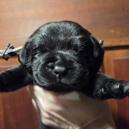 Silver Male - Black male Labrador Retriever puppy in Andrews, South Carolina from Leyland Cypress Retrievers