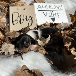 Black pie - Piebald male Dachshund puppy in Spicer, Minnesota from Arrow Valley
