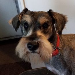 Miniature Schnauzers from Dilboy Farms Miniature Schnauzers