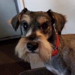 Miniature Schnauzers from Dilboy Farms Miniature Schnauzers