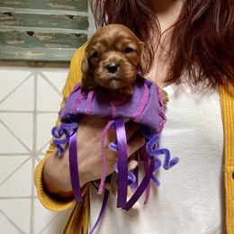 "Violet the jellyfish " Cavalier King Charles Spaniel Puppies from Colorful Cavaliers