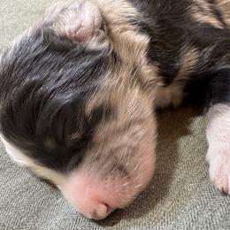 Boy 3 - male Aussiedoodle puppy in Churchville, New York from Bluebird Family Farm