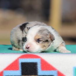 Baxter - Blue merle male Miniature Australian Shepherd puppy in Quapaw, Oklahoma from Rocky Hill Aussies