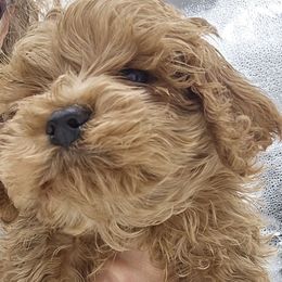 Pip - Brown Apricot Boy black nose - Brown male Cockapoo puppy in Ocean Township, New Jersey from Teddy Bear Cockapoos