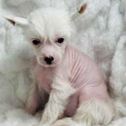 Chinese Crested Puppies from JJ’s Pawz and Clawz