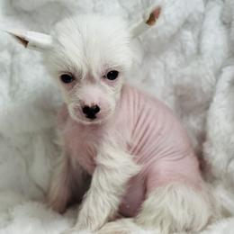 Chinese Crested Puppies from JJ’s Pawz and Clawz