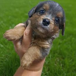 Abbie - Blue merle female Bernedoodle puppy in Lafayette, Alabama from Williams Lake Kennels