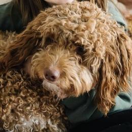 Ruby - Goldendoodle
