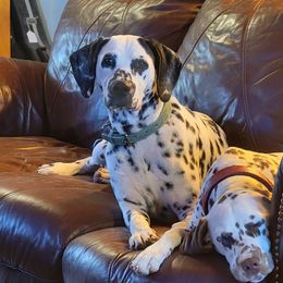 Aiyanna - Dalmatian