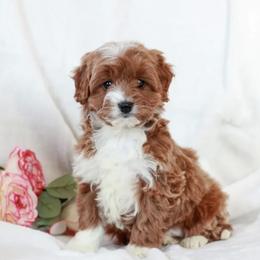 Hunter - Red male Cavapoo puppy in Mint Hill, North Carolina from DoodleForever