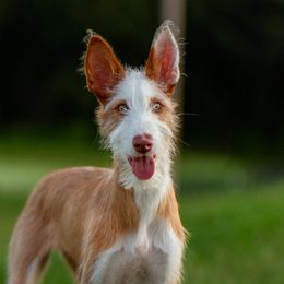 Ibizan Hounds from Atair Acres