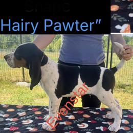 Hairy Pawter - Blue ticked and tan male Bluetick Coonhound puppy in Cherryville, North Carolina from Evenstar-WesRidge Bluetick Hounds