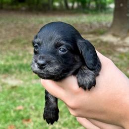 TBD 6th born - Brindle female Dachshund puppy in El Dorado, Arkansas from LovelylilDoxies
