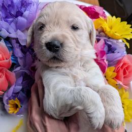 Puppy 2 - Light golden female Golden Retriever puppy in San Tan Valley, Arizona from Top Gun Golden Retrievers