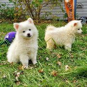 American Eskimo Dogs from Finnegan Fluffy Butts