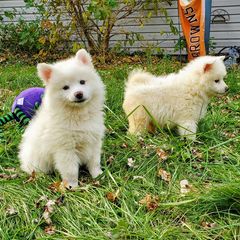 American Eskimo Dogs from Finnegan Fluffy Butts