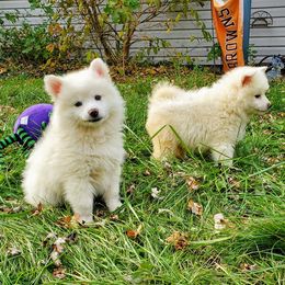 American Eskimo Dogs from Finnegan Fluffy Butts