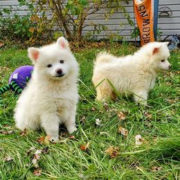American Eskimo Dogs from Finnegan Fluffy Butts