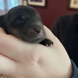 Dachshund Puppies from MJ's Mighty Minis