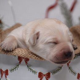 Snowflake - Yellow female Labrador Retriever puppy in Carthage, North Carolina from Wicked Pines Retrievers