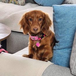Ziva - Dachshund