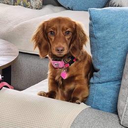 Ziva - Dachshund