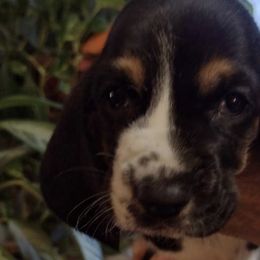 Basset Hounds from Beautiful Bassets