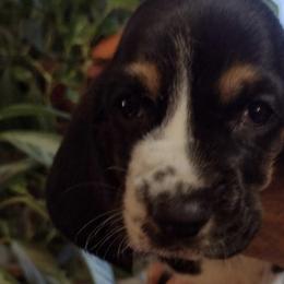 Basset Hounds from Beautiful Bassets