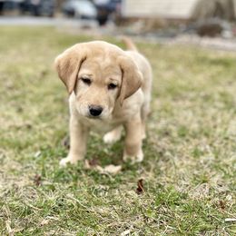 Labrador Retriever Puppies from DeVoy Country Labs