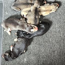 Male - Black and white male Siberian Husky puppy in Pennsylvania from Breezy Valley Siberians