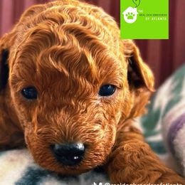 Tiny Charlie (Char) - Apricot male Poodle puppy in Fairburn, Georgia from The Real Dog Breeders of Atlanta (peachy poodles)