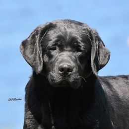 Labrador Retriever Puppies from Brookstone labs