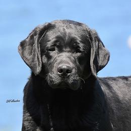 Labrador Retriever Puppies from Brookstone labs