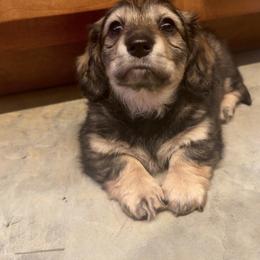 Dachshund All Grown Up from CBL Doxies