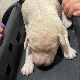 Biscut - Cream female Labradoodle puppy in Craig, Nebraska from Top Knot Companions Poodles and Labradoodles