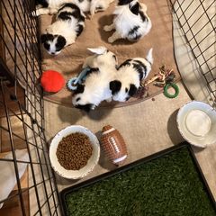 Japanese Chin Puppies from Cherishing Chins