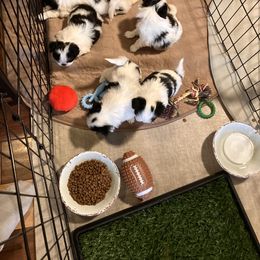 Japanese Chin Puppies from Cherishing Chins
