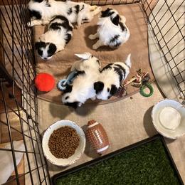 Japanese Chin Puppies from Cherishing Chins