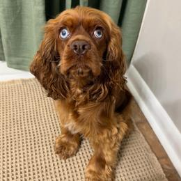 Dahlia - Cocker Spaniel