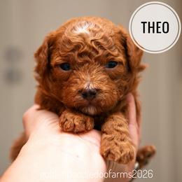 Milo - Red male Golden Aussiedoodle puppy in Hyrum, Utah from Goldendoodledoo Farms