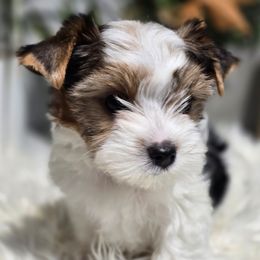 Girl 3 - Black tan and white female Biewer Terrier puppy in Everett, Washington from 1 Star Dream Pups