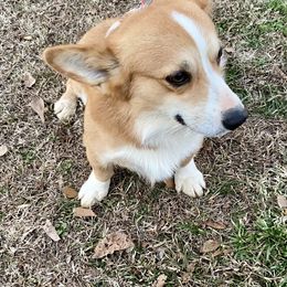 Ramsey - Pembroke Welsh Corgi