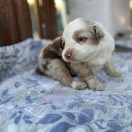 Sky - Red merle female Australian Shepherd puppy in Fontana, California from J.O Family Aussies