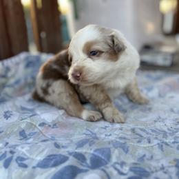 Sky - Red merle female Australian Shepherd puppy in Fontana, California from J.O Family Aussies