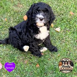 Miss Purple - Black and white female Springerdoodle puppy in Kendall, New York from Family Raised Doodles