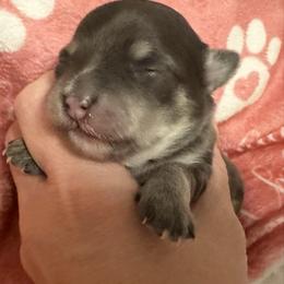 Alexis - Blue and tan female Chihuahua puppy in Brooklyn, Connecticut from Ladybug Chihuahuas